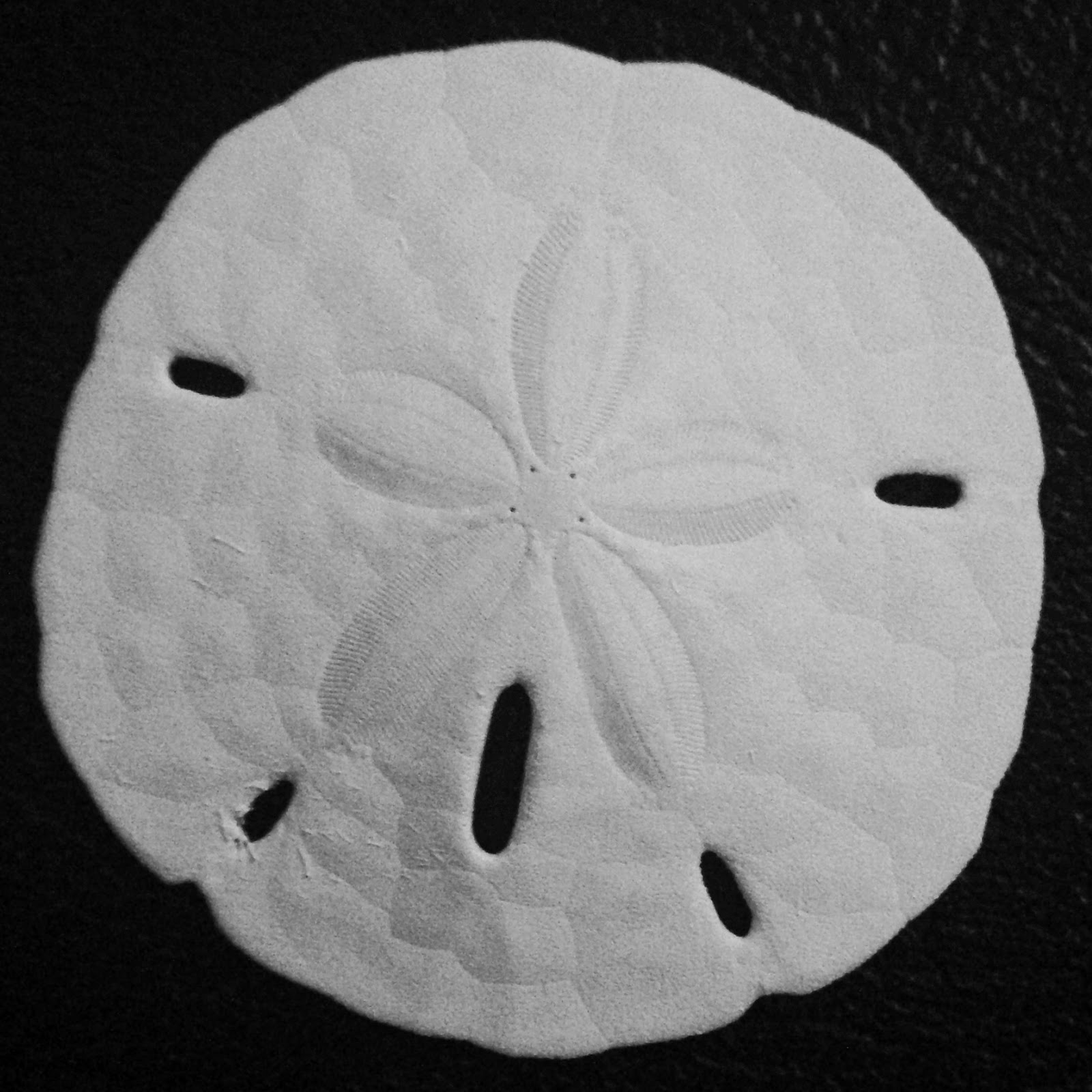 List 105+ Pictures What Are The Doves Inside A Sand Dollar Sharp 10/2023