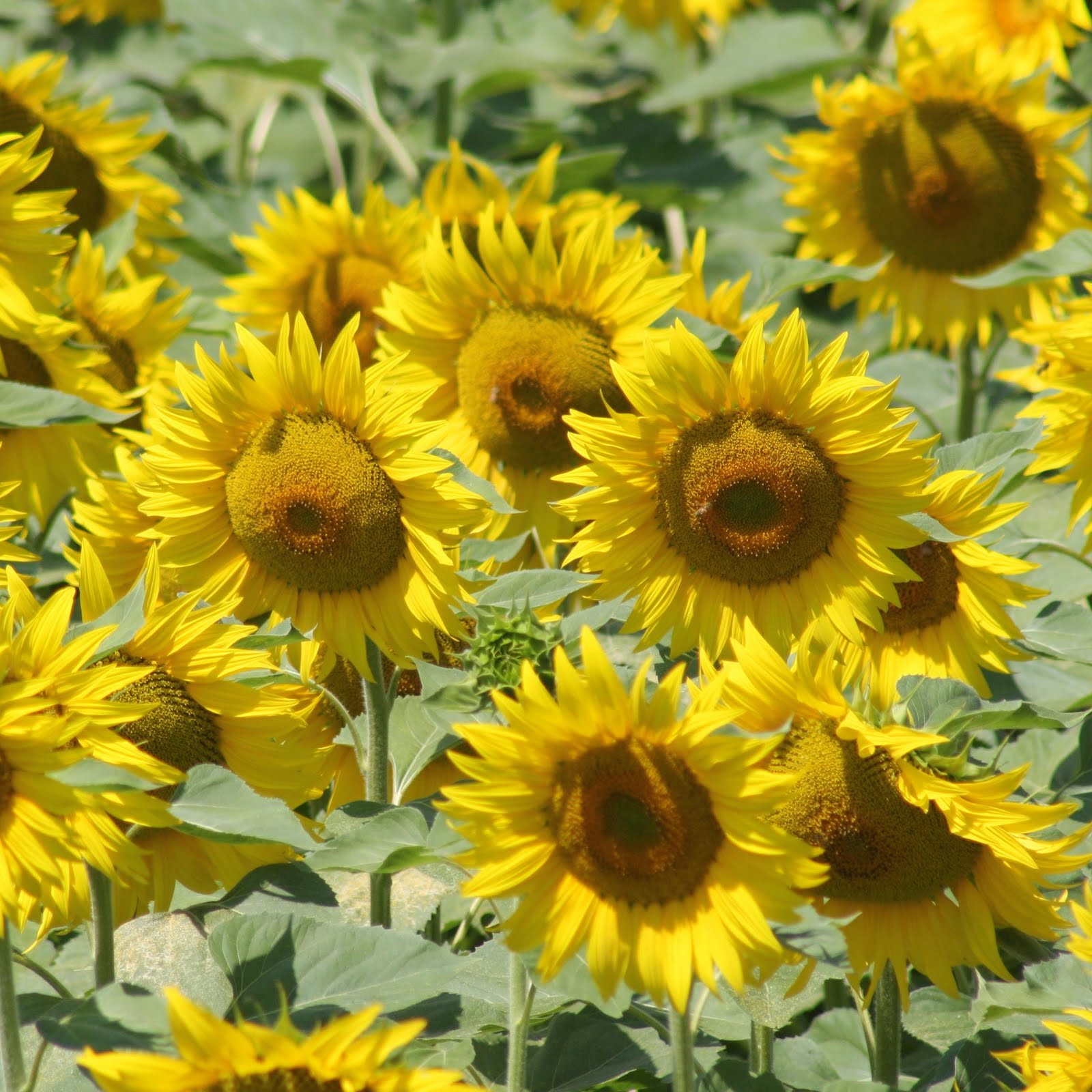 Fiore di campo fermo
