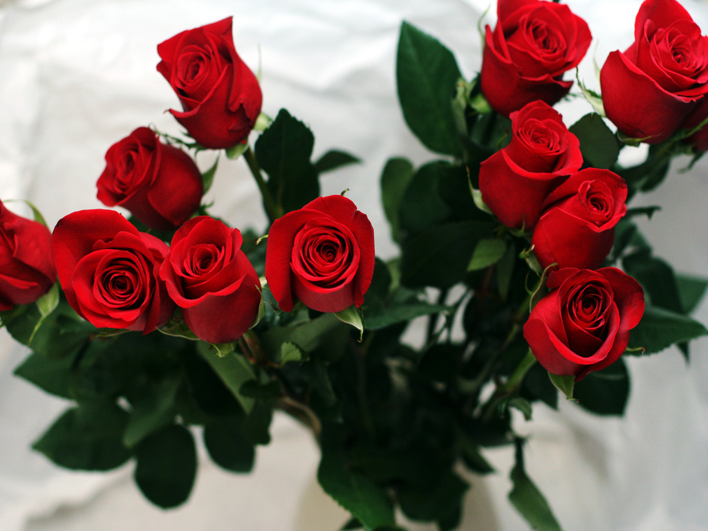 Amazing Red Roses Love Wallpapers And Backgrounds ...