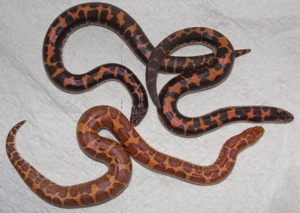 Kenyan Sand Boa, Egyptian Sand Boa and East African Sand Boa