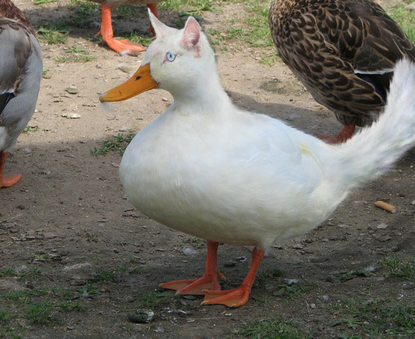 Cat With Duck