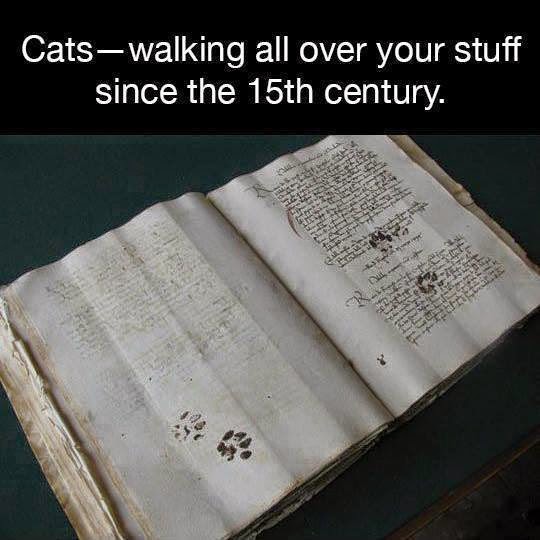 cats%2Bwalking%2Bover%2Bbible.jpg