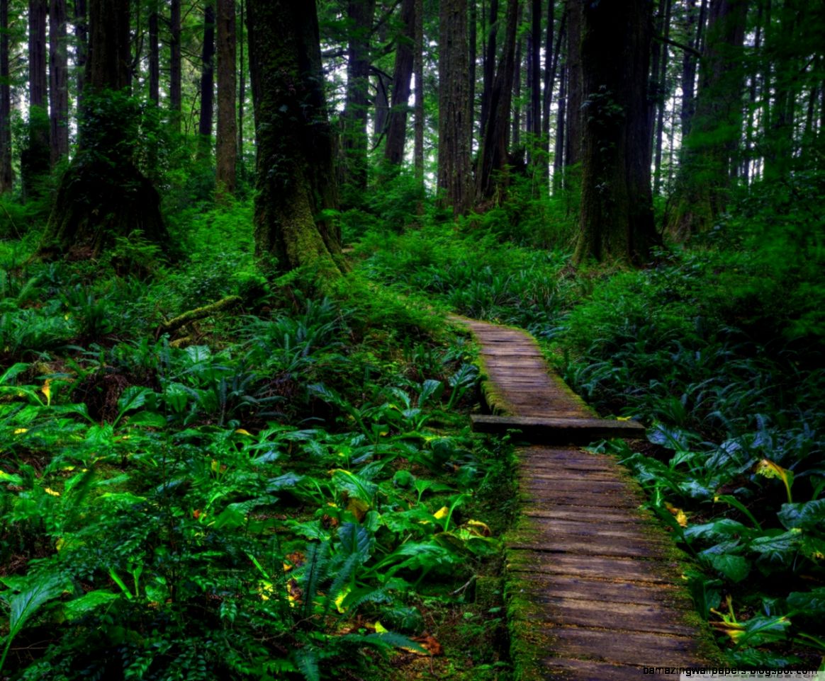 Beautiful Forest Path HD desktop wallpaper High Definition Beautiful Forest Path HD desktop wallpaper High Definition