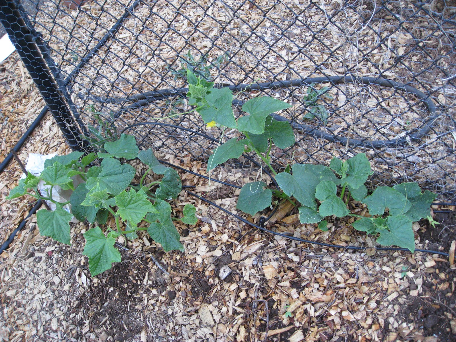 Low Cost Vegetable Garden Shock & Wilt Free Transplanting