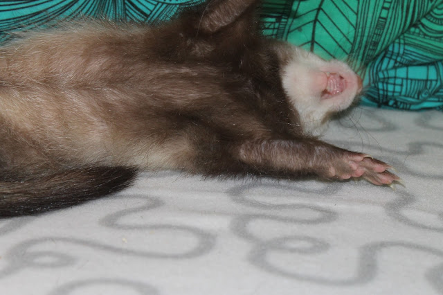 fretti+ferret