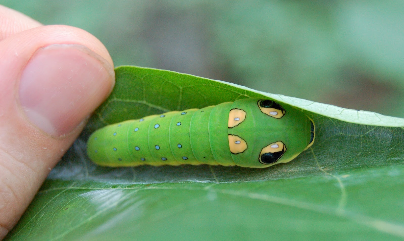 Image result for eyespot mimicry