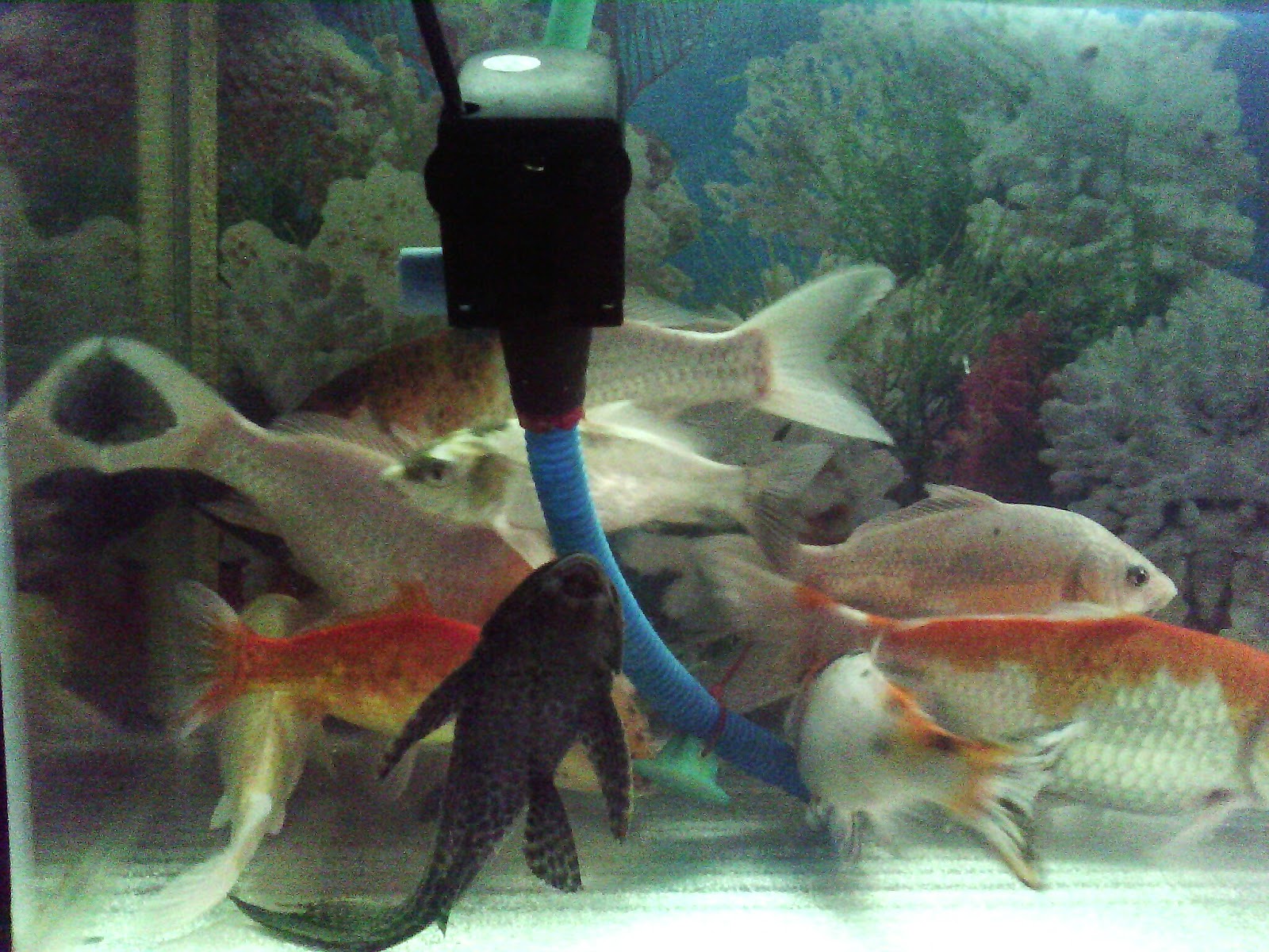 Gambar Ikan Koi Dalam Aquarium