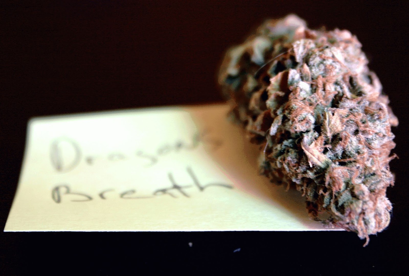 Dragon Breath Marijuana Dragon Breath Marijuana