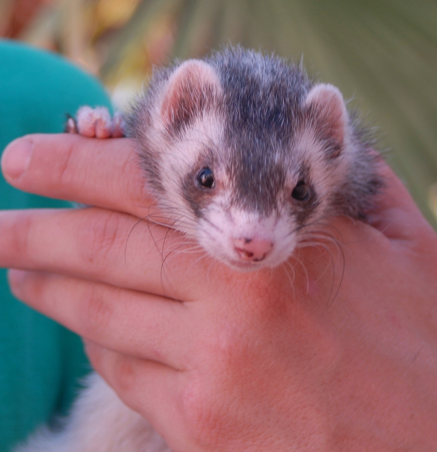 Ferrets for adoption at petco