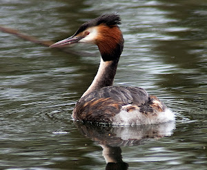 Greater crested Grebe