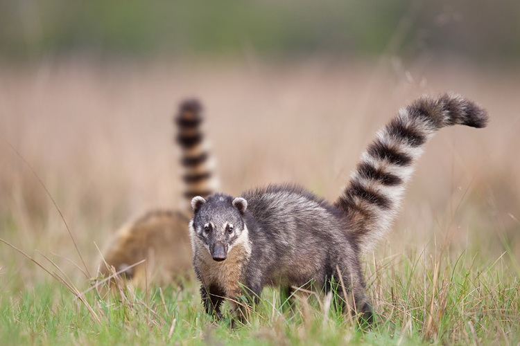 coati animal wildlife coati animal wildlife