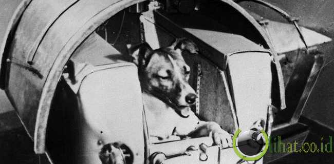 Laika dari Rusia Laika dari Rusia