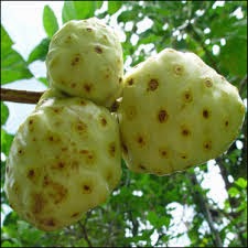 resep obat herbal stroke resep obat herbal stroke