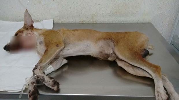 Cachorro foi atingido por um tiro na boca e perdeu a mandíbula (Foto: Arquivo Pessoal/ Lídia Pereira)
