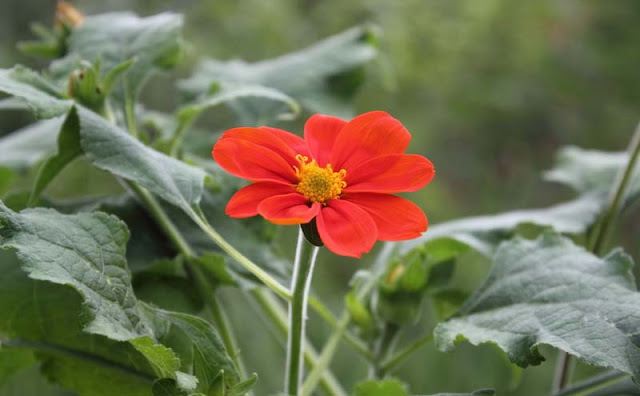Mexican Sunflower Pictures