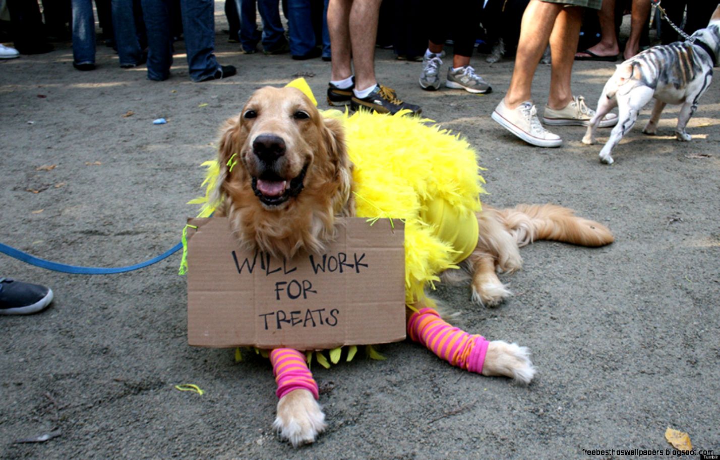 Funny Dog Halloween Costumes Funny Dog Halloween Costumes