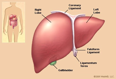 What does it mean if you have a hepatic cyst in your liver?