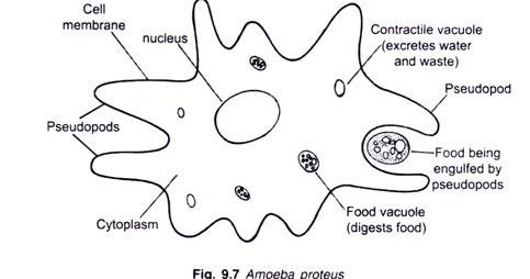 Nutrition And Digestion In Amoeba ~ Scince Guru