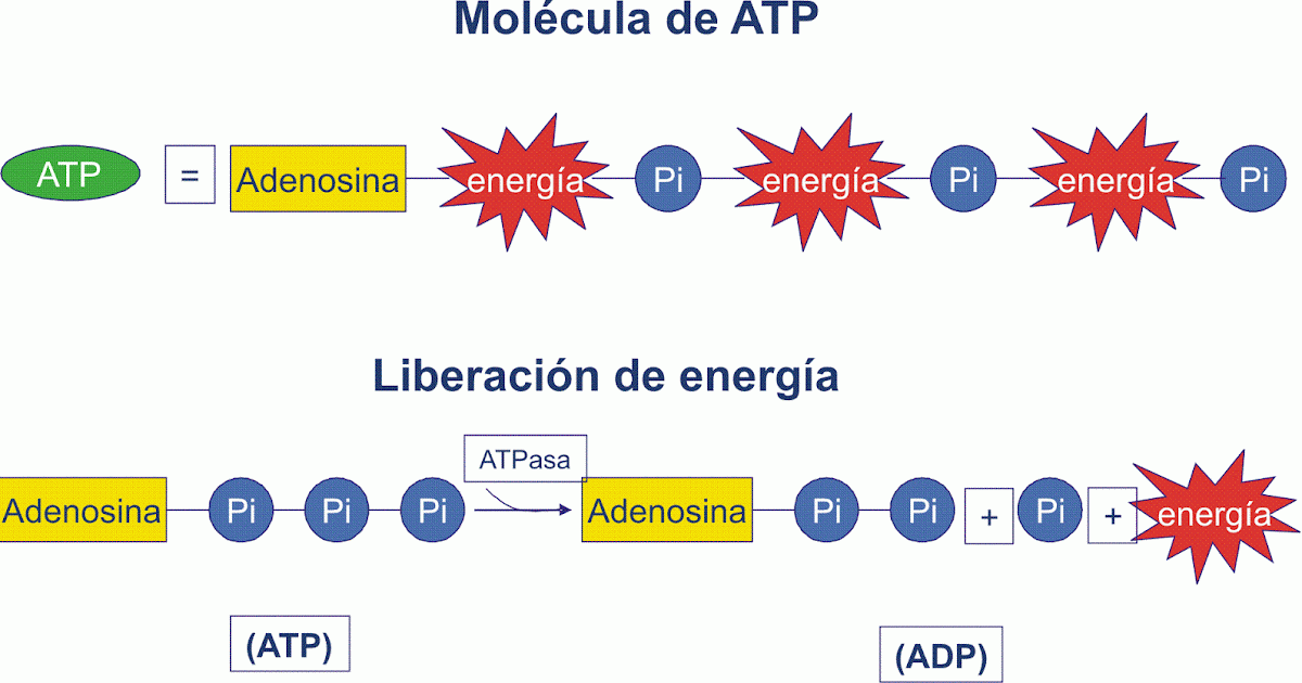 Producción de ATP I