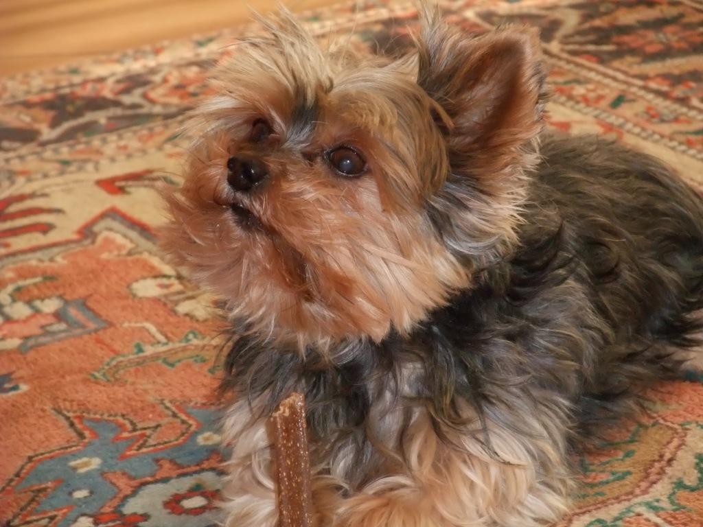 Animals and kids Treat time for Miniature Yorkshire Terrier