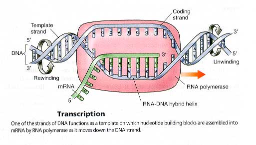 PhillipsBiology: Protein Synthesis process of transcription diagram labeled 