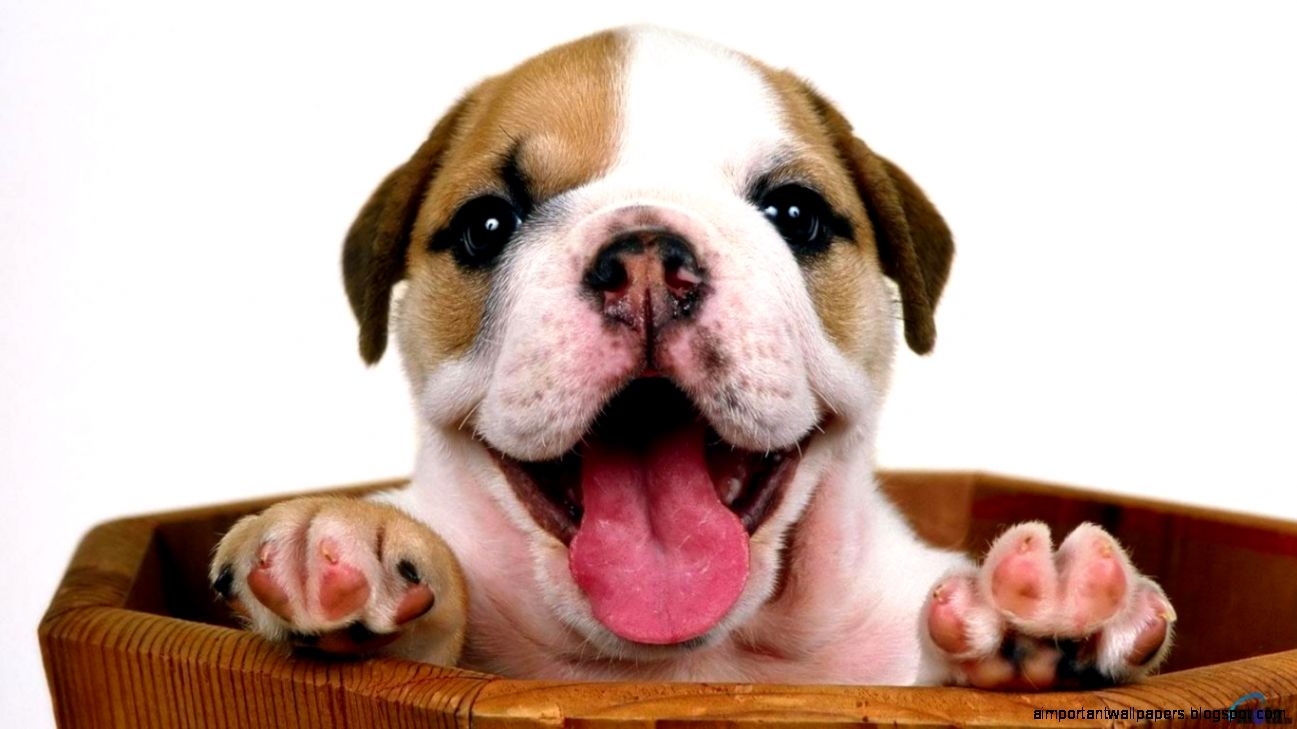 Bulldog puppies wallpaper Bulldog puppies wallpaper