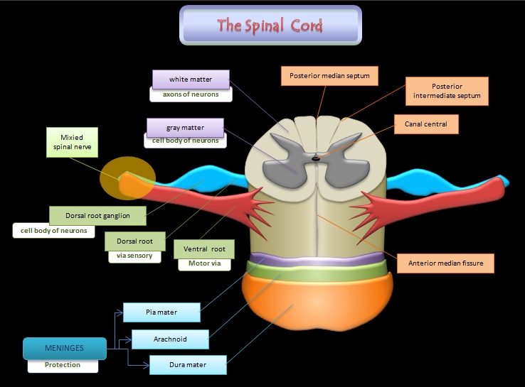 Educative diagrams: Spinal Cord Diagram