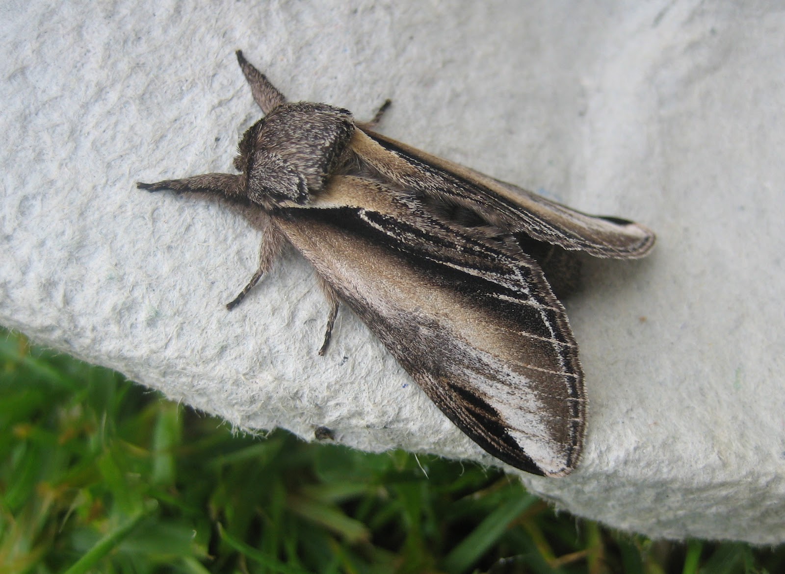 Martin's Moths Just in time my Bible returns