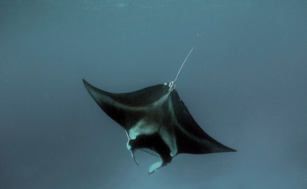 AQUATICHYK: MANTA RAY / Manta birostris