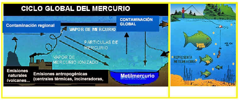 alimentos con mercurio energ 205 a sistemas alimentos con mercurio energ 205 a sistemas