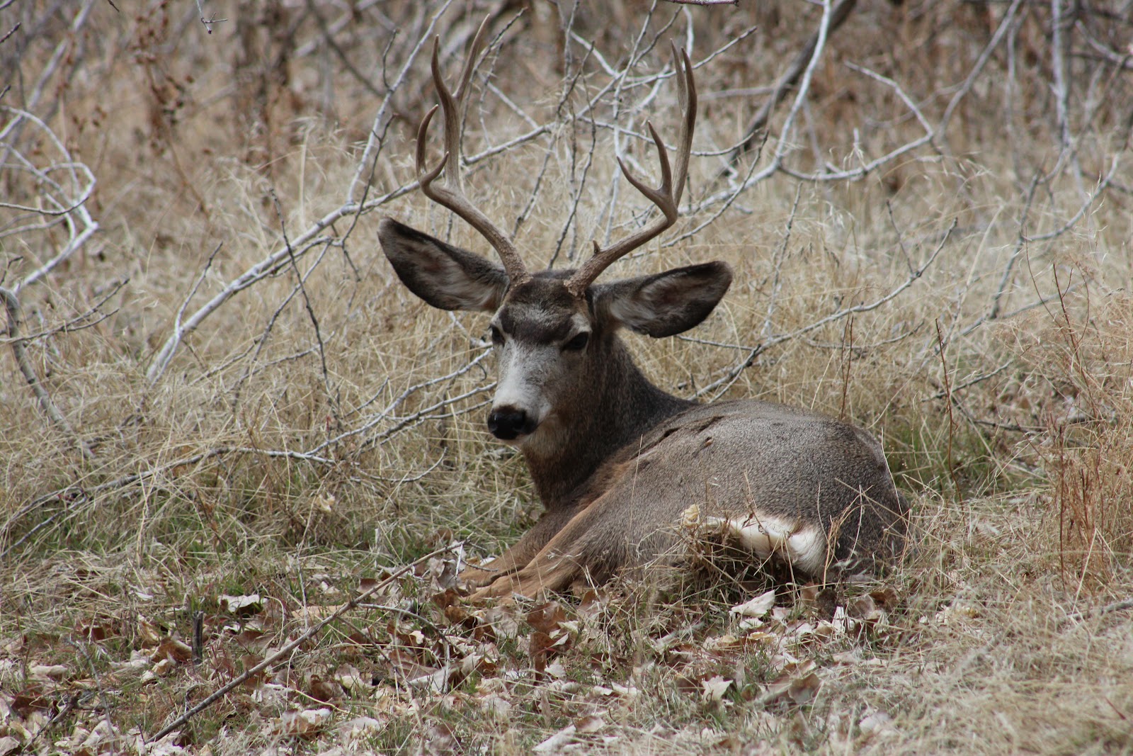 Jen's Updates Mule Deer in Southern Utah
