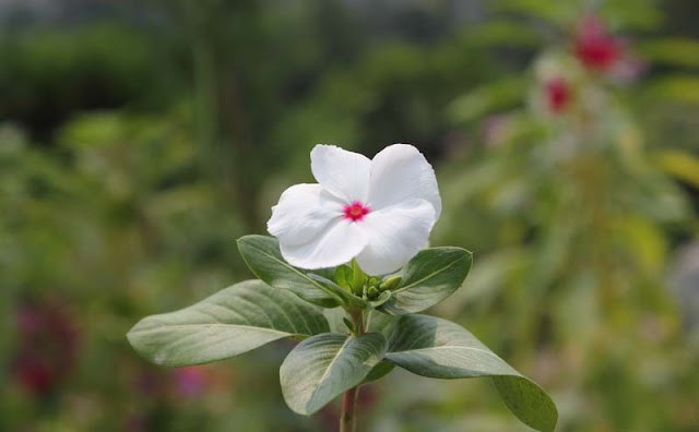 Vinca Flowers Pictures