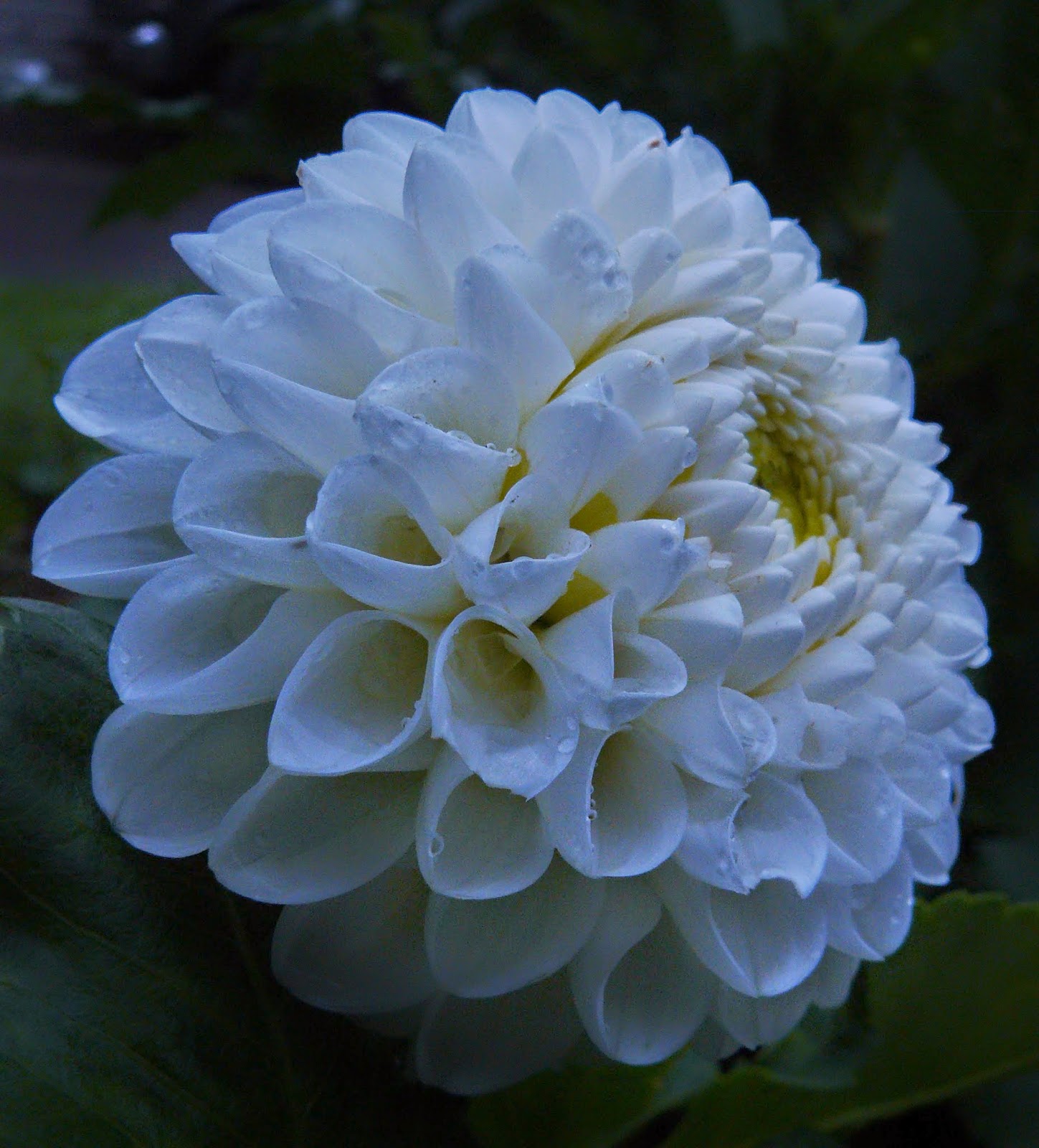 Clear Creek Dahlias: 2014 Dahlia Photo Album