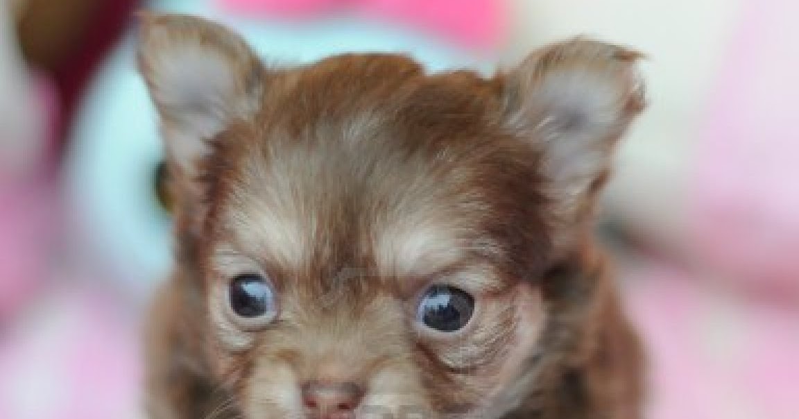 Cute Dogs: Cute Chihuahua