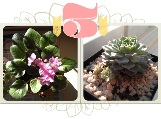 Succulents - African Violet and Dessert Rose