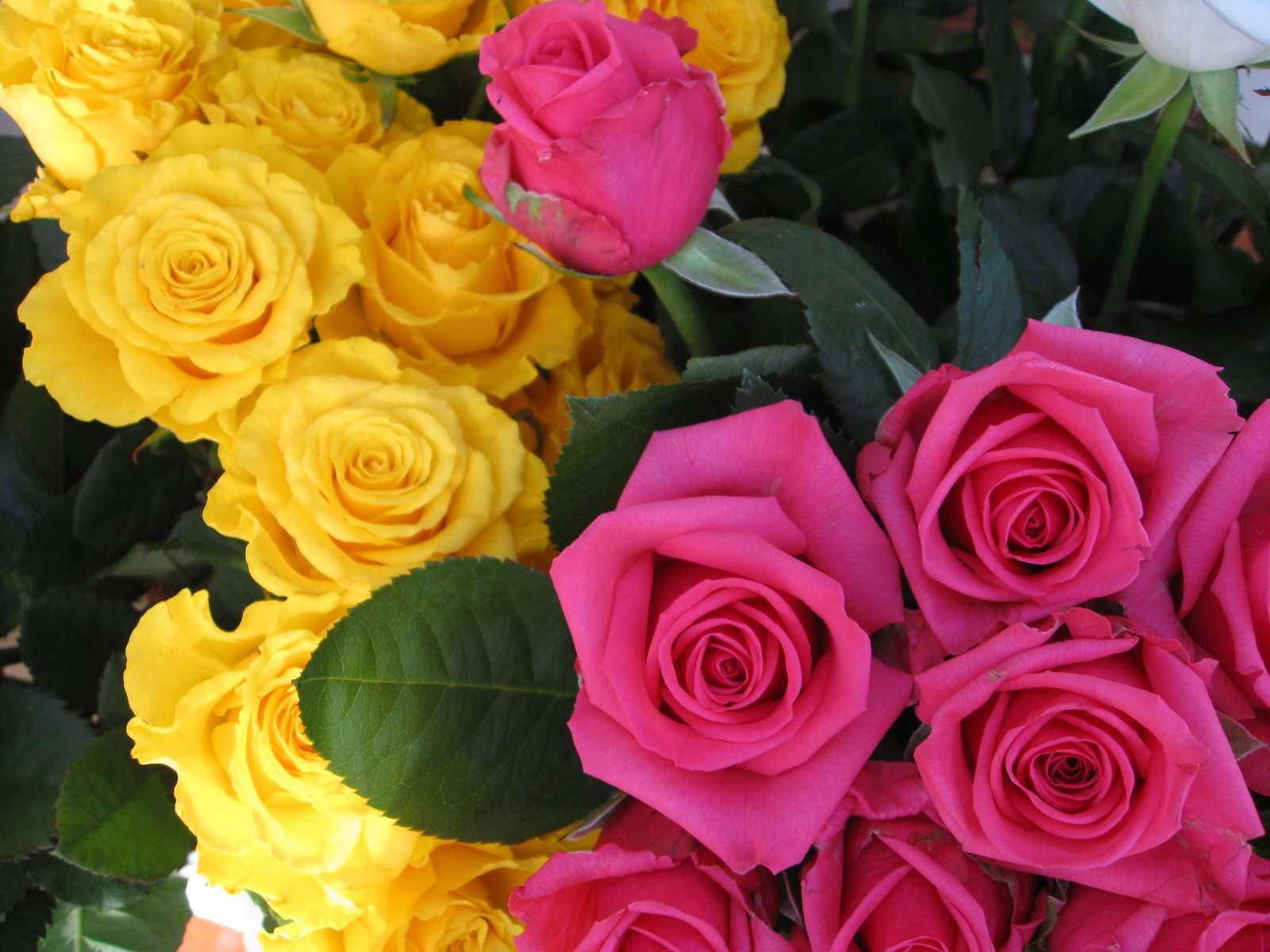 Beautiful Roses Pictures ~ Zee Post