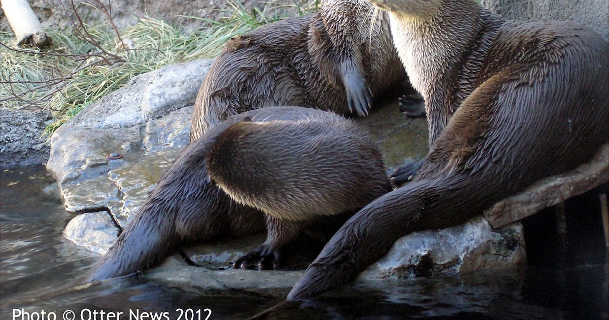 Otter News North American River otters Swim and Live