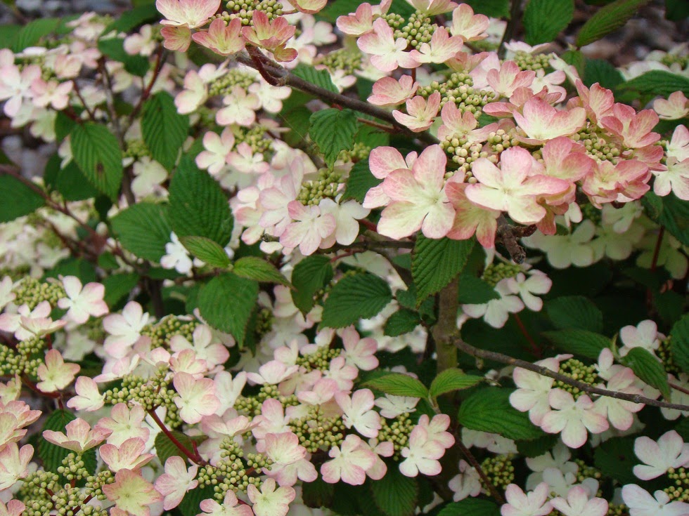 Mexican Orange Blossom Choisya Ternata The Garden Of Eaden