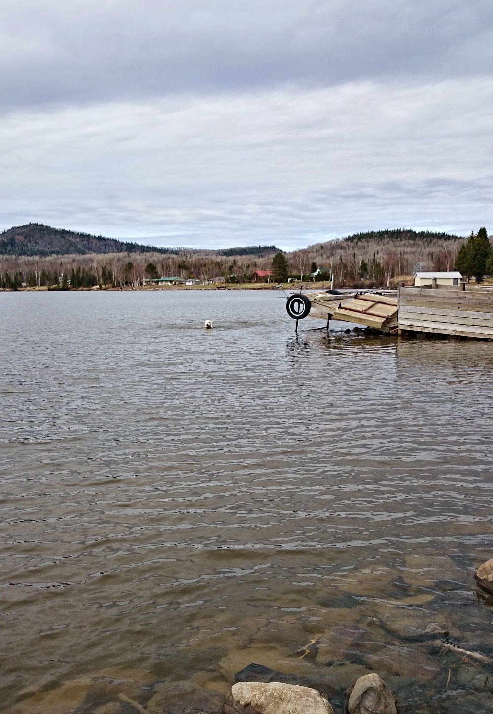 Komondor in Lake Superior
