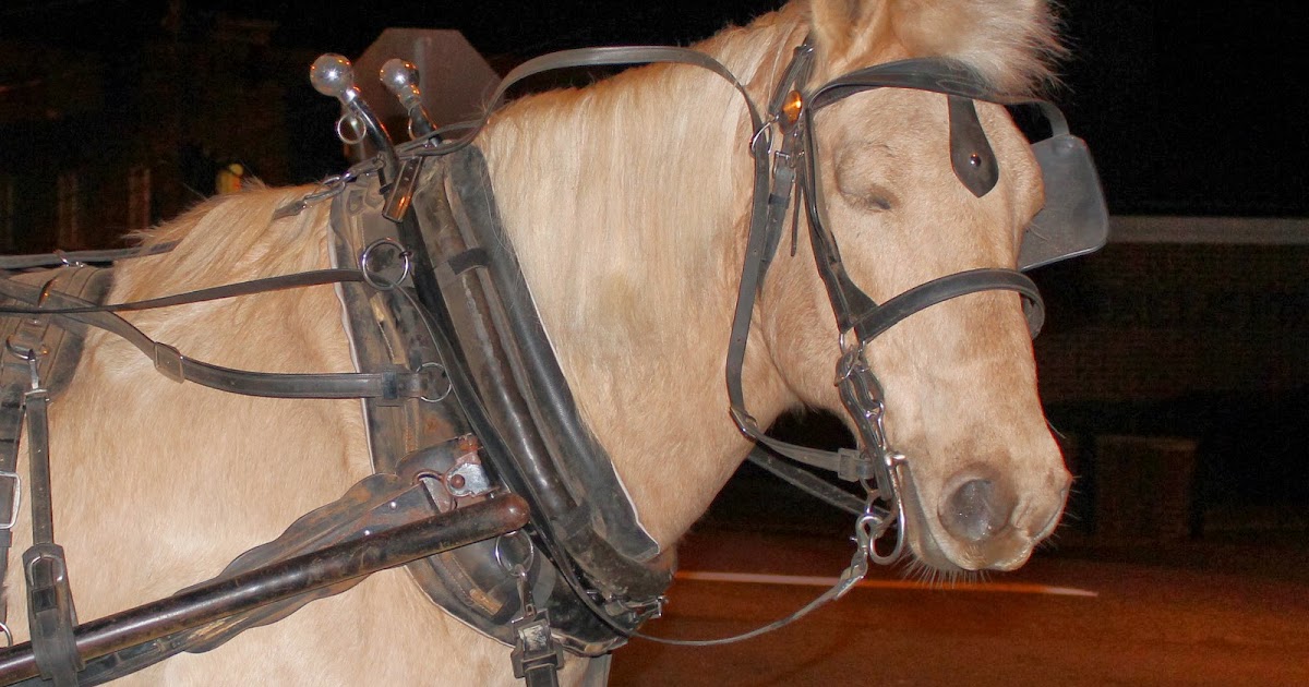 Harris Sisters GirlTalk Bells on Bobtail Ring