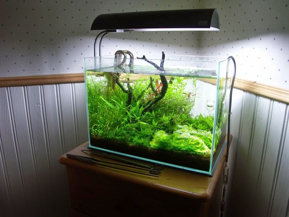 Inilah 10 Ide Kreasi Untuk Membuat Mini Aquascape | Ikan