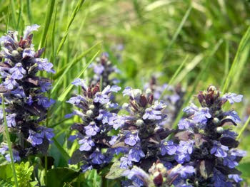 Ajuga reptans (Bugola comune)