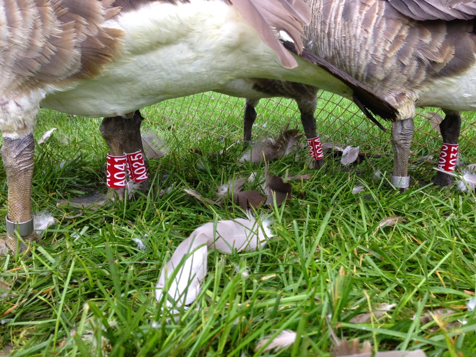 Bird Banding in Saskatchewan Chasing Red Banded Geese!