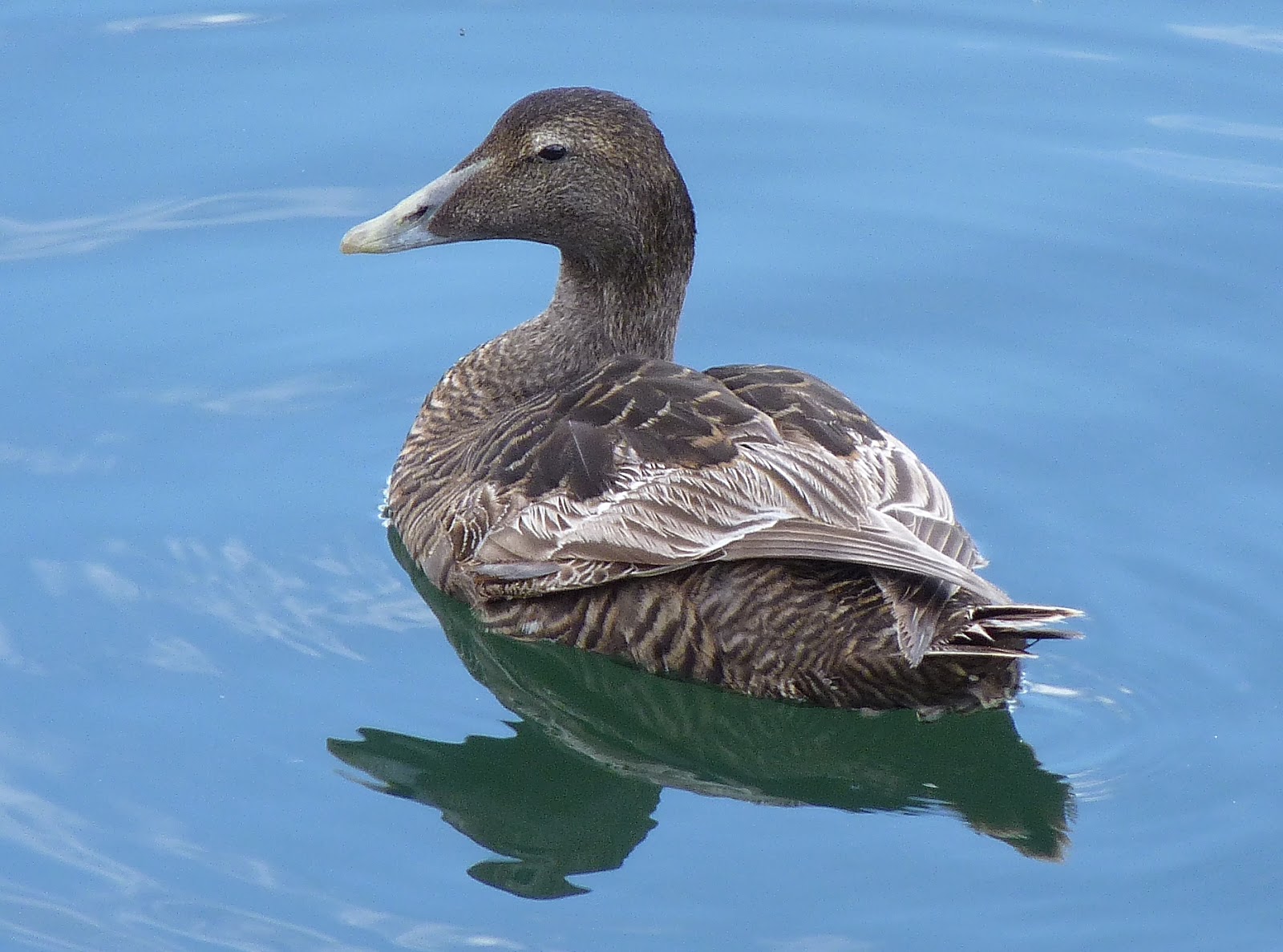 Birding For Pleasure Eider Duck