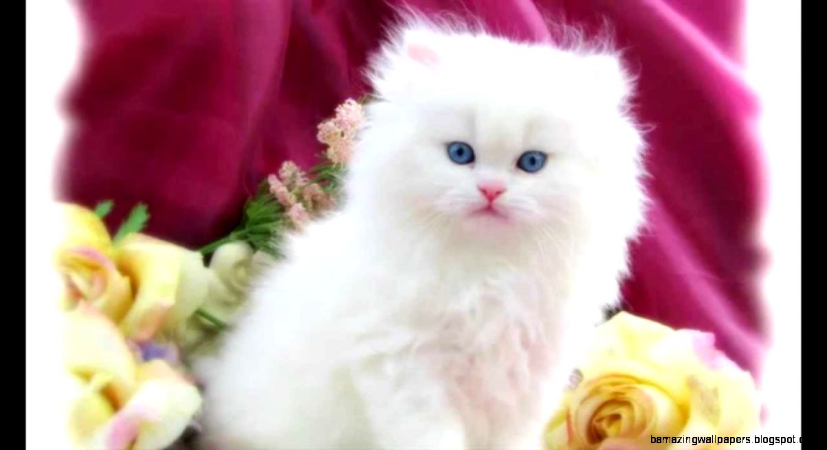 Cute White Cats Wallpapers Part 2 MultiFunnycatvideos YouTube Cute White Cats Wallpapers Part 2 MultiFunnycatvideos YouTube