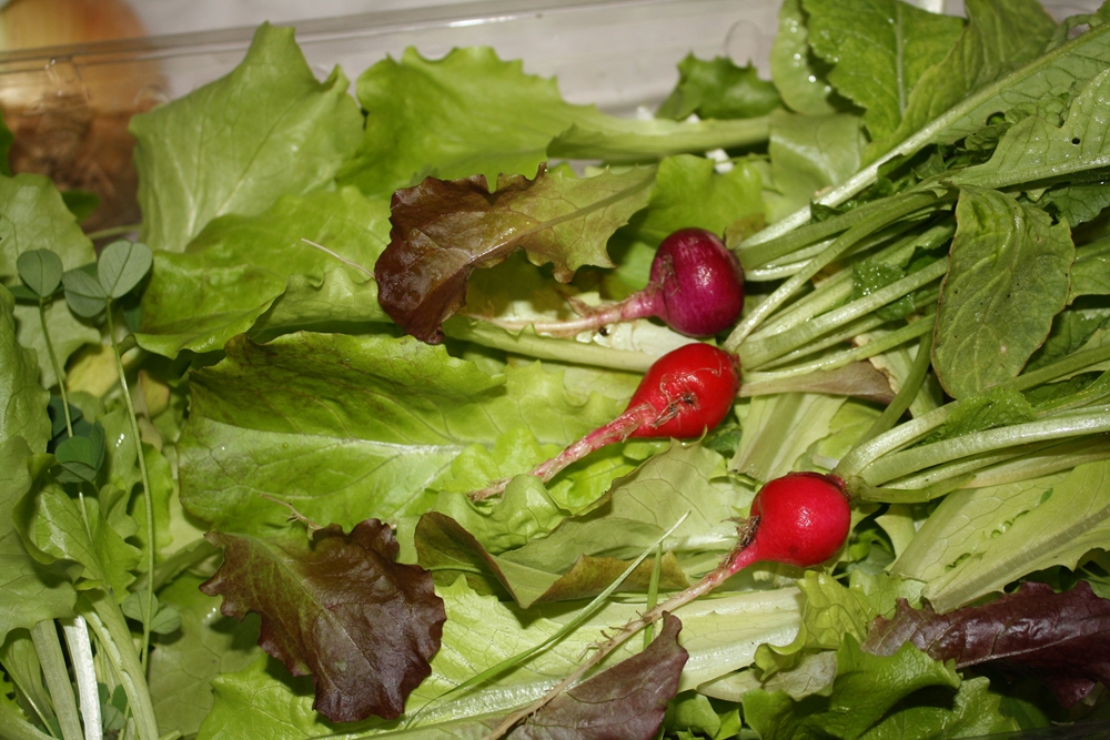 The Edible Garden HARVEST MONDAY