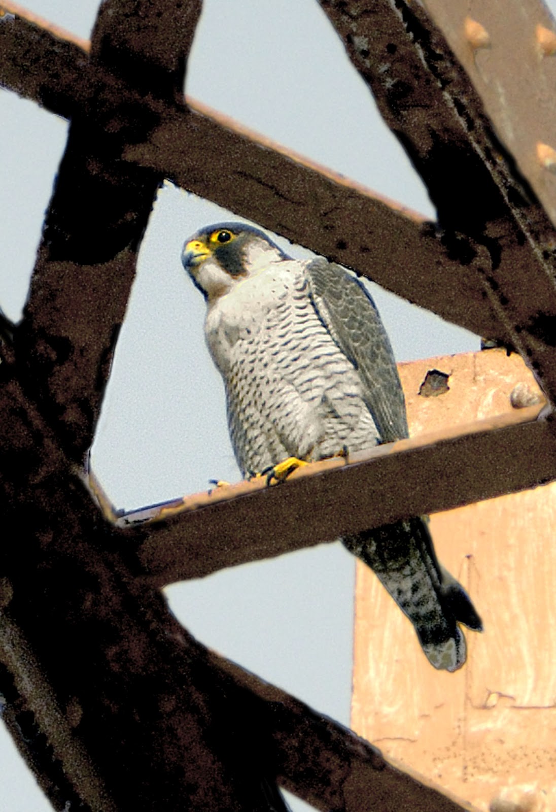 Tottenham Marshes Peregrine