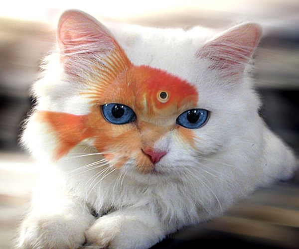 World Best Funny & Entertainment Pics Weird Colored Animals