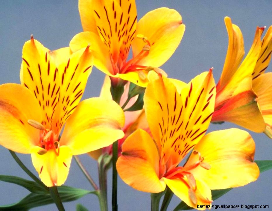 Beautiful Yellow Flowers wallpaperotherhealth questionspictures Beautiful Yellow Flowers wallpaperotherhealth questionspictures