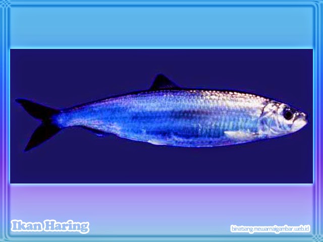 Ikan Haring Ikan Haring